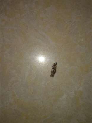 谁知道这是什么虫？老是出现在房间里，是从哪来的？