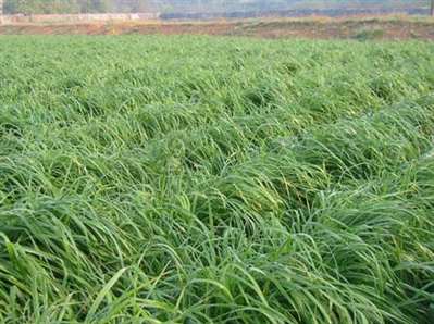 基本农田可以起地形种植牧草吗？