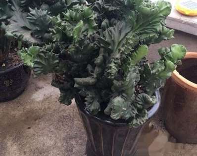 这是什么植物？