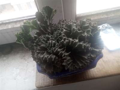 这是什么植物？