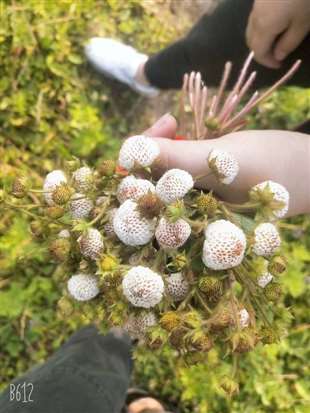 这是什么植物呢