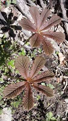 秦岭里的植物，下有块状根，上只有一支叶，请问这是什么植物