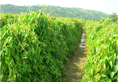 种植麻山药用发酵鸡粪跟鸡粪块哪个好？