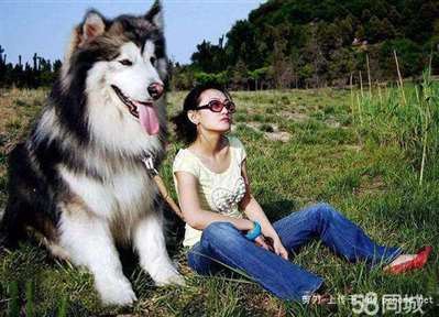 阿拉斯加犬哪个品种的可爱