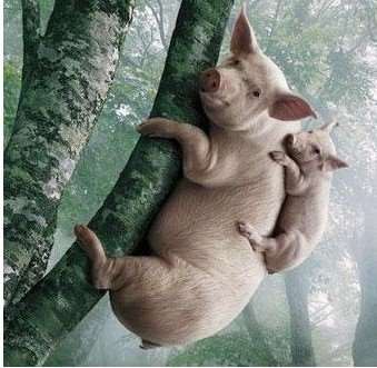 为什么猪不会爬树？