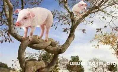为什么猪不会爬树？