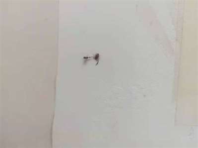 有没有认识这样的虫子的？这只虫子在吸食一只蚂蚁，看看什么虫子？谢谢！
