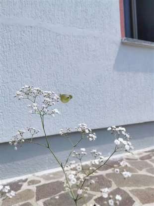 这是什么花