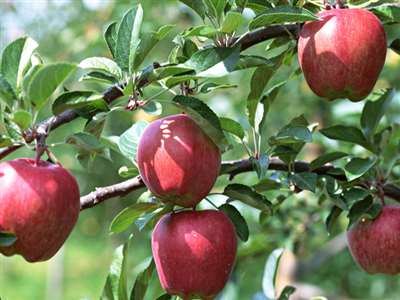 桂林市可不可以种植苹果树