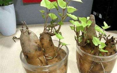 水培土豆能活多久