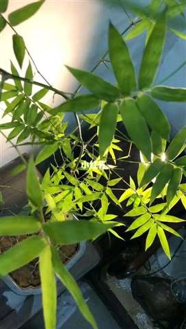 小簕叶竹的盆栽叶子卷曲，怎样恢复呀？