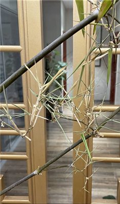 小簕叶竹的盆栽叶子卷曲，怎样恢复呀？