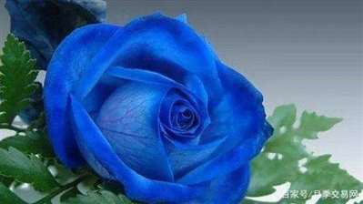 玫瑰花有蓝色的吗    下图这个花是否是p出来的